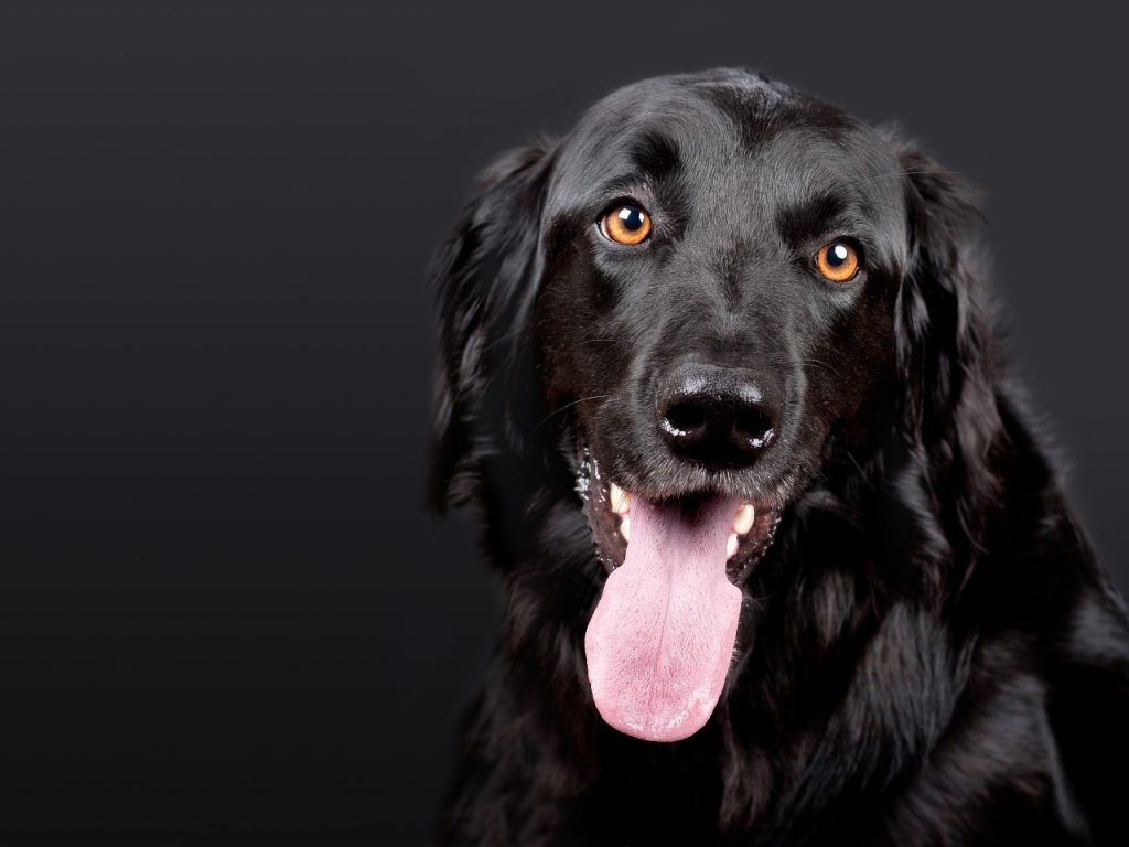 sonhar com cachorro preto docil