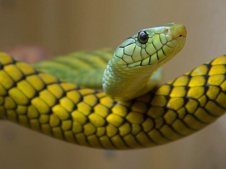 o que significa sonhar com cobra