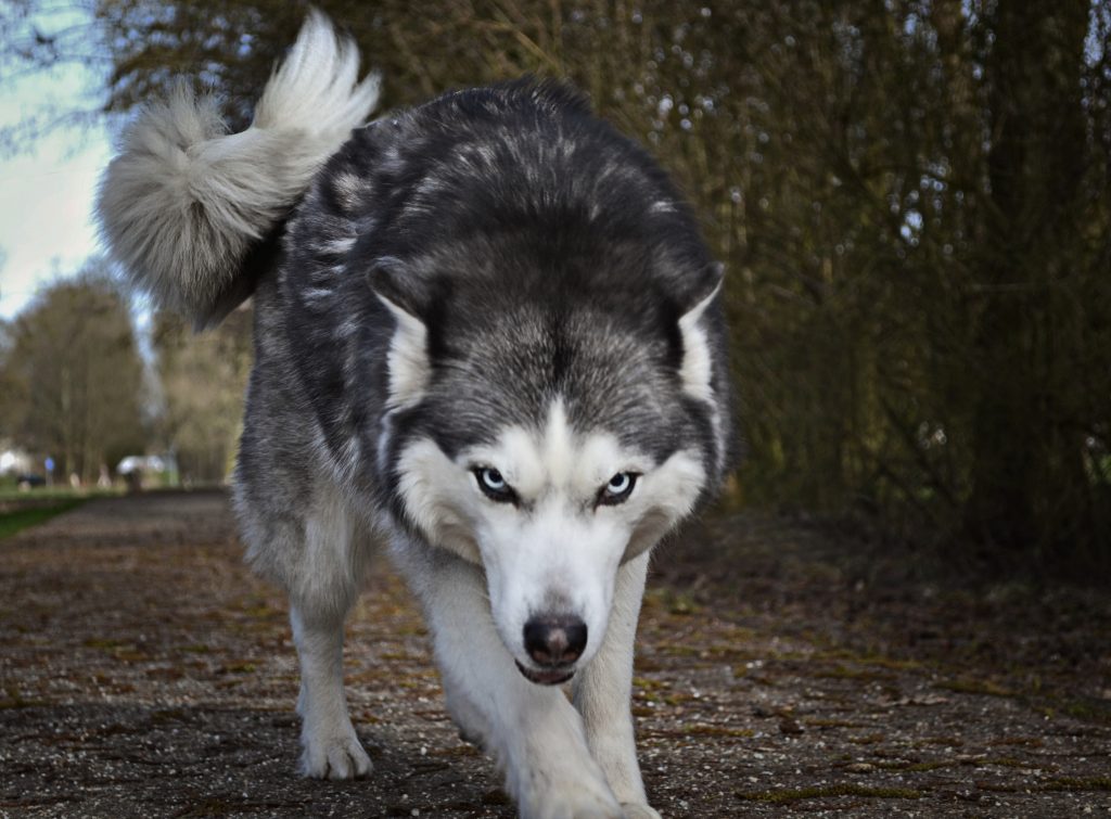 significado de sonhar com lobo