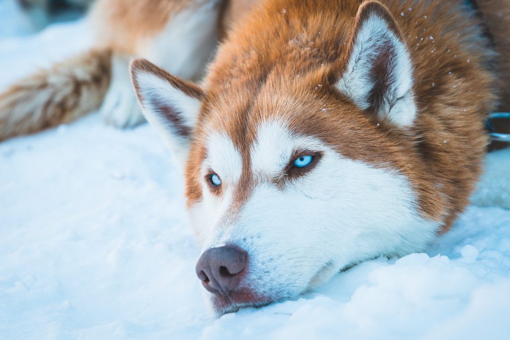 qual o significado de sonhar com lobo