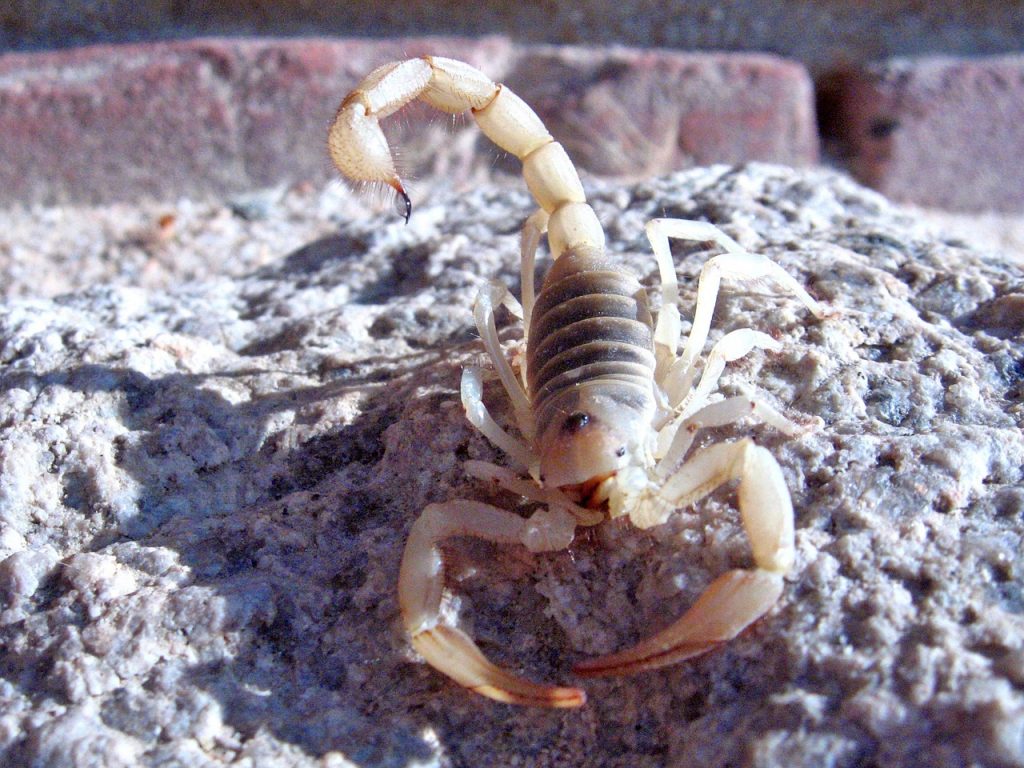 sonhar com escorpião branco