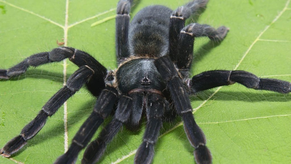 sonhar com aranha preta