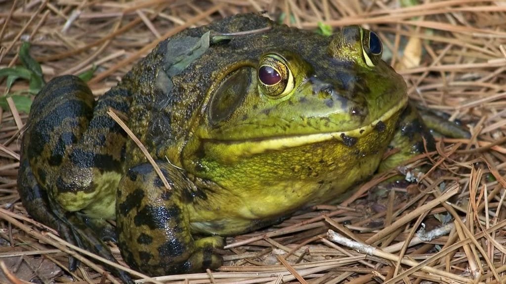 o que significa sonhar com sapo