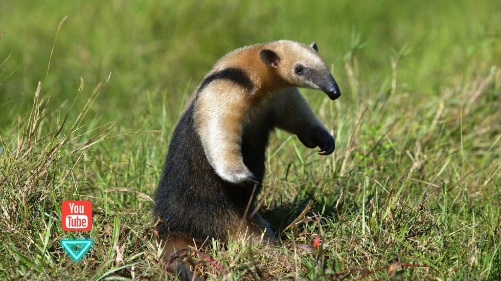 o que significa sonhar com tamandua