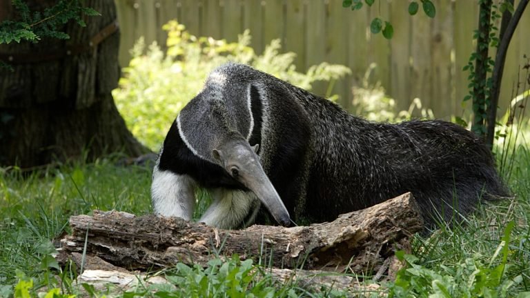 sonhar com tamandua