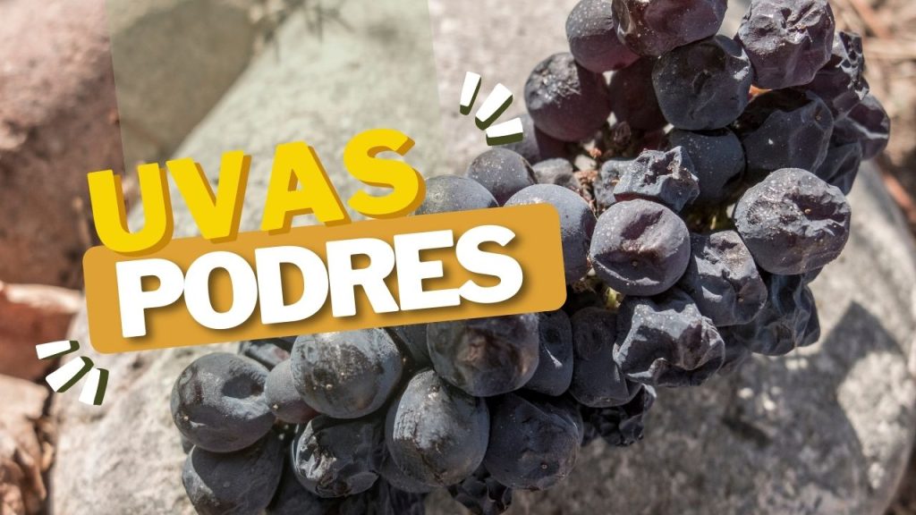 sonhar com uvas podres