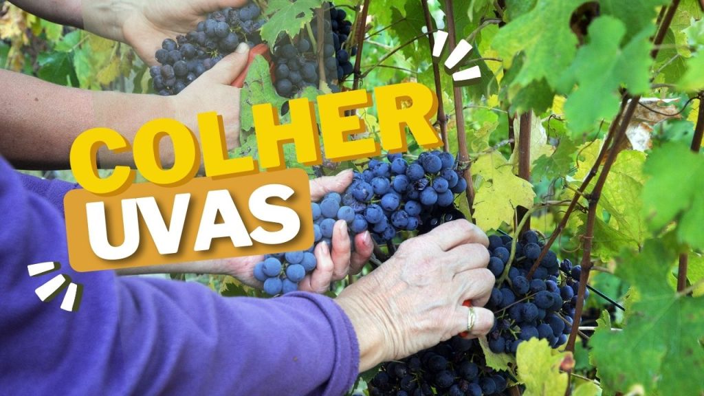 sonhar em colher uvas