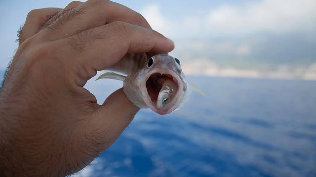 sonhar pescando