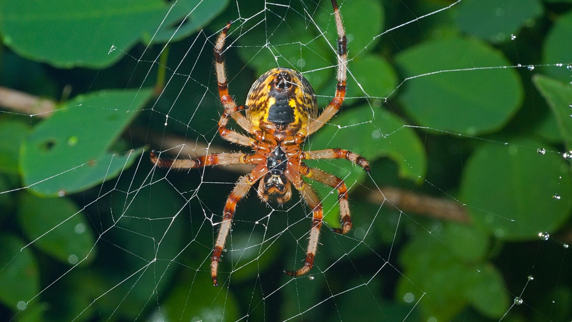 SONHAR COM ARANHA | O Verdadeiro significado e interpretação correta