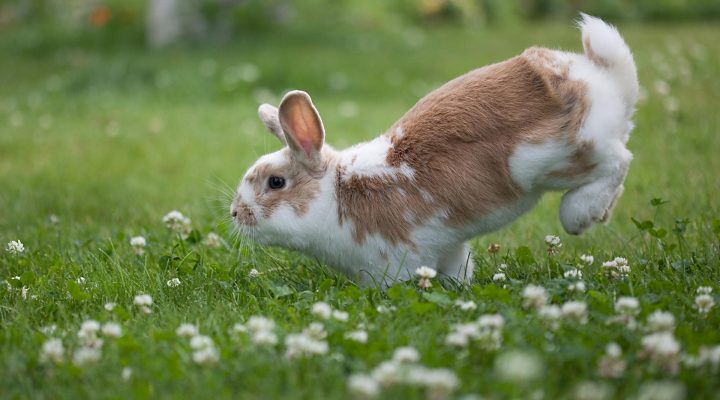 SONHAR COM COELHO | Verdadeiro Significado e Interpretação Correta do Sonho Com Coelhos