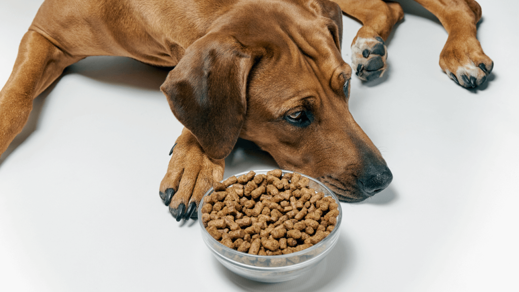 O que fazer quando o cachorro não quer comer 