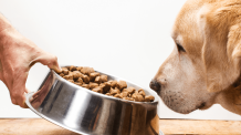 O que fazer quando o cachorro não quer comer: dicas essenciais