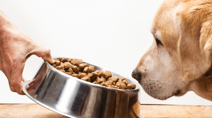 O que fazer quando o cachorro não quer comer: dicas essenciais