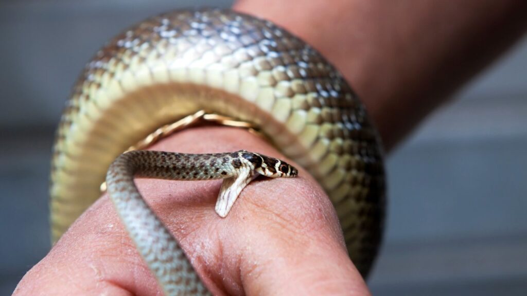 sonhar com cobra picando outra pessoa