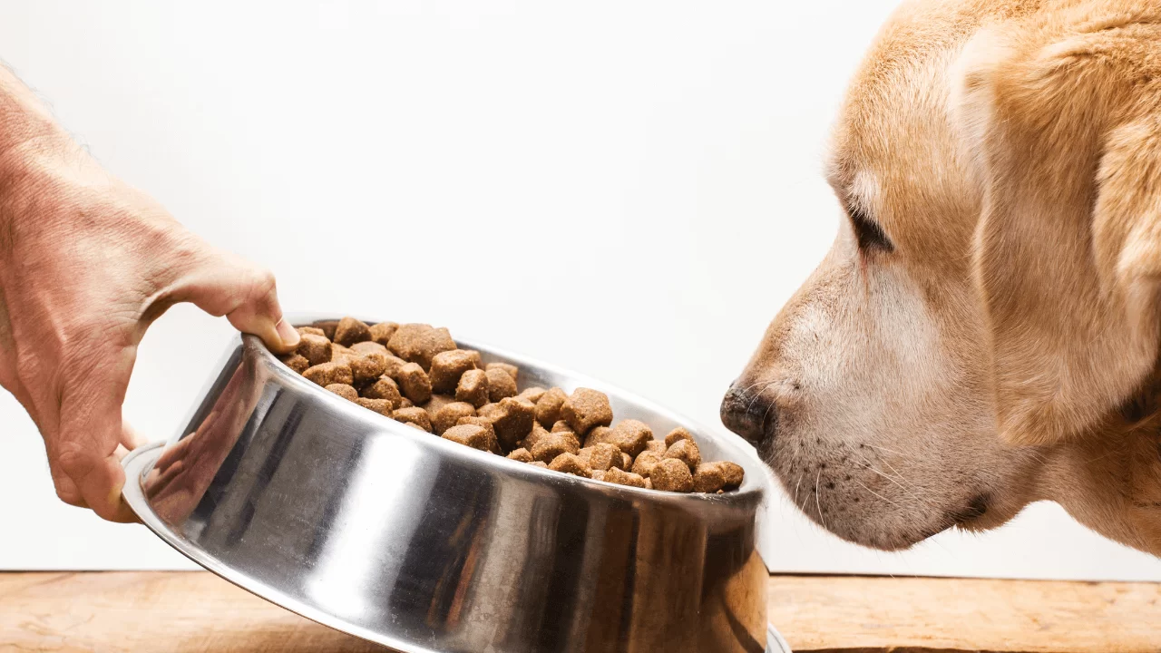 O que fazer quando o cachorro não quer comer